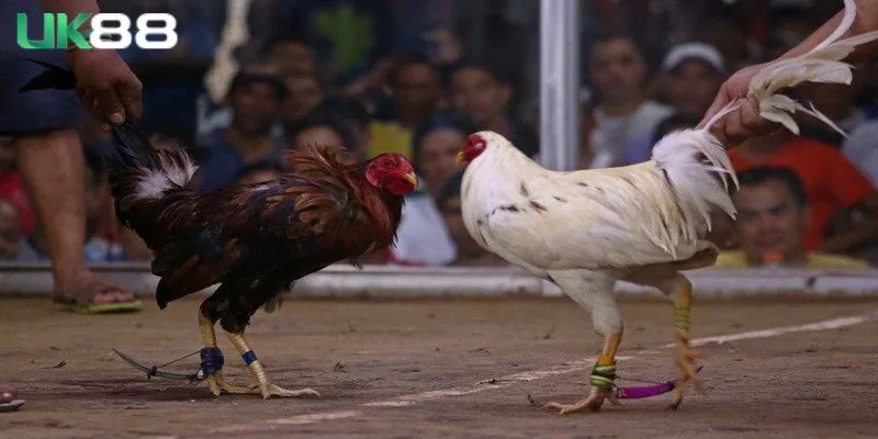 Bật mí những điểm hấp dẫn nhất của đá gà cựa dao cho anh em 