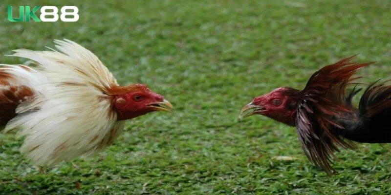 Cách xem dựa vào quy luật sinh khắc màu lông 