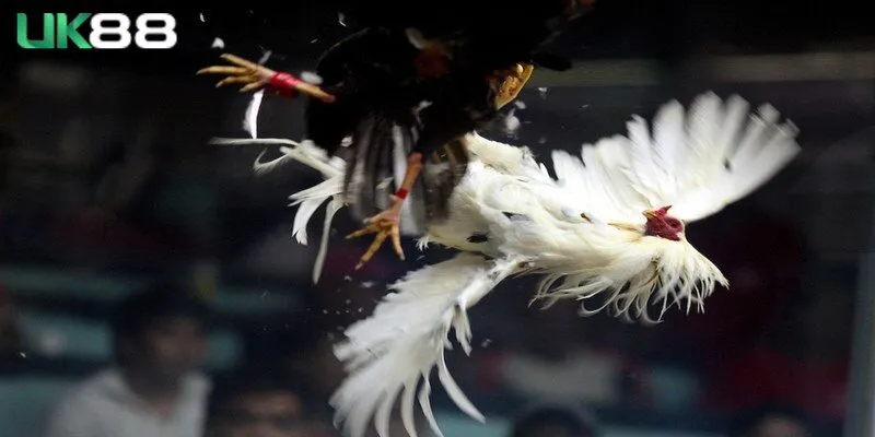 Một số cửa cược cơ bản trong đá gà cựa dao 